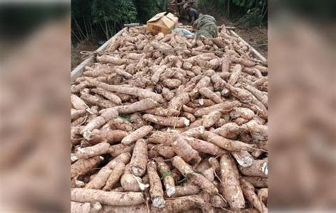 cassava price per kilo|Price Monitoring .